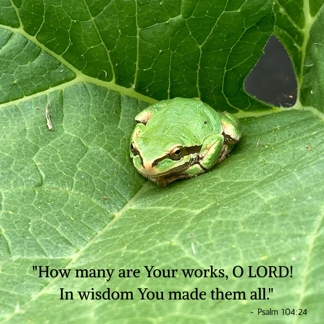 Did You Know That Frogs Freeze During The Winter? - Daily Blessing